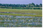 Environment law for wet lands